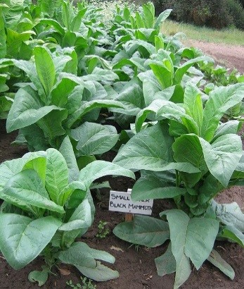 Black Mammoth Tobacco Plant